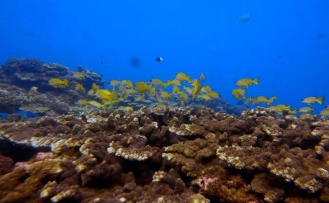 Niveau 1 - Plongee Ile de la Réunion