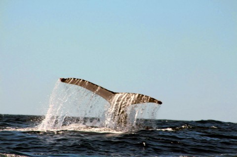 Sortie PMT - Baleine - Bulle d'air - Ile de la Réunion